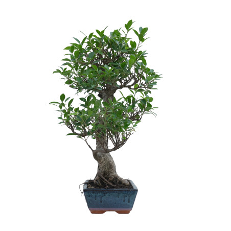 FICUS RETUSA 15633