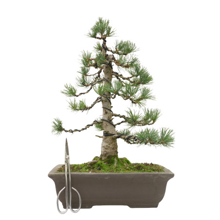 PINUS PENTAPHYLLA 15809