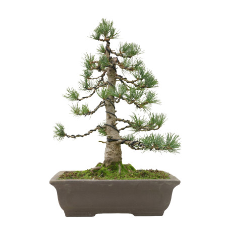 PINUS PENTAPHYLLA 15809