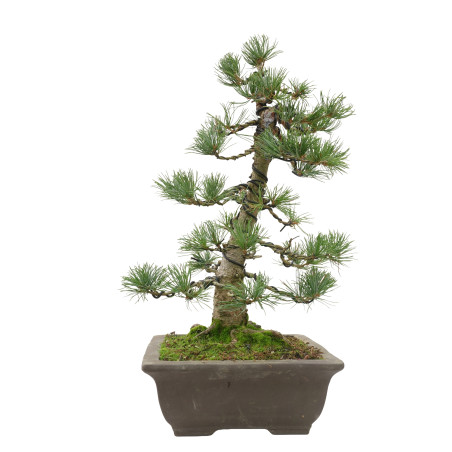 PINUS PENTAPHYLLA 15809