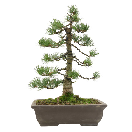 PINUS PENTAPHYLLA 15809