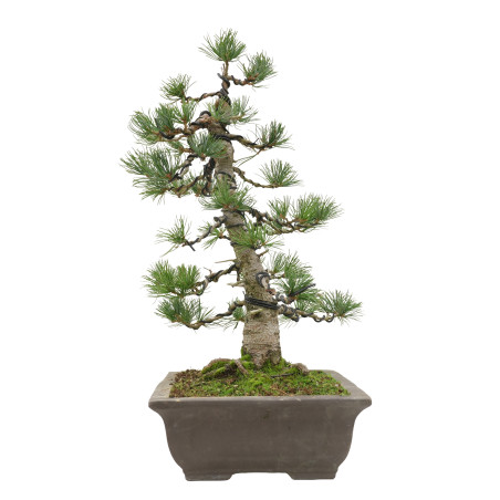 PINUS PENTAPHYLLA 15809