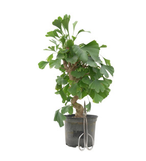 GINKGO BILOBA 15618
