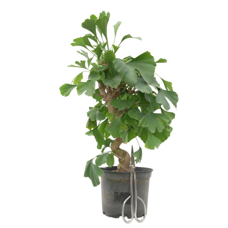 GINKGO BILOBA 15618