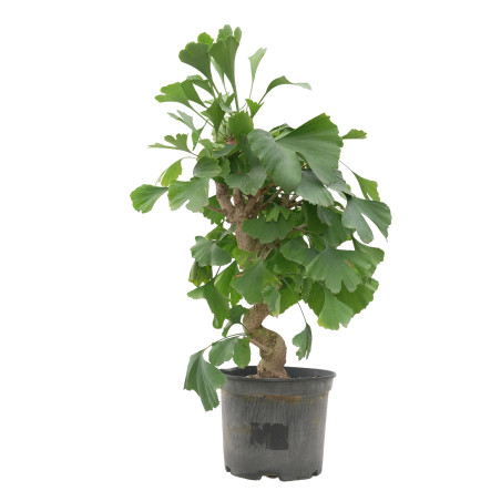 GINKGO BILOBA 15618