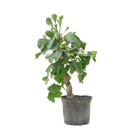 GINKGO BILOBA 15618