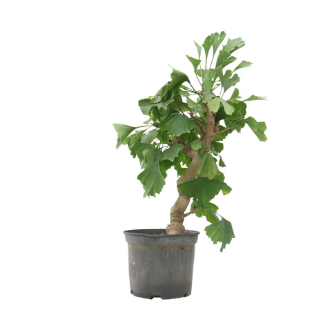GINKGO BILOBA 15618