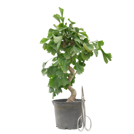 GINKGO BILOBA 15619