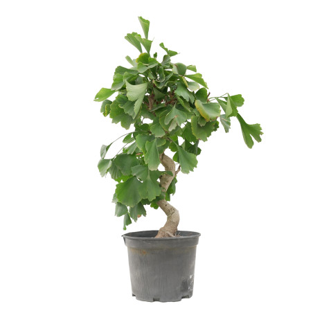 GINKGO BILOBA 15619