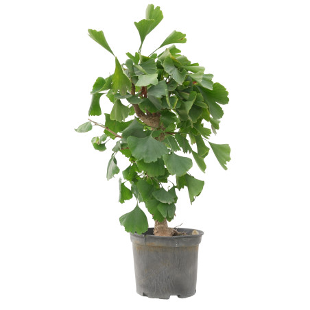GINKGO BILOBA 15619