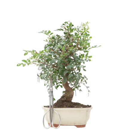 PISTACIA LENTISCUS 15677