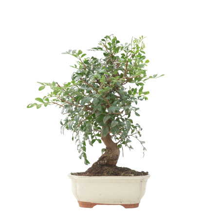 PISTACIA LENTISCUS 15677