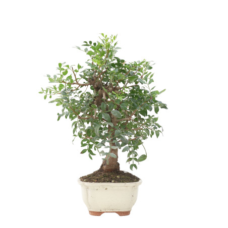 PISTACIA LENTISCUS 15677