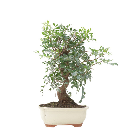 PISTACIA LENTISCUS 15677