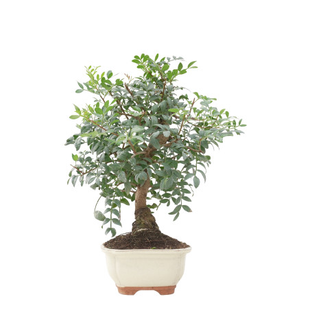 PISTACIA LENTISCUS 15677