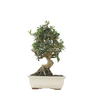 OLIVO SILVESTRE 15702