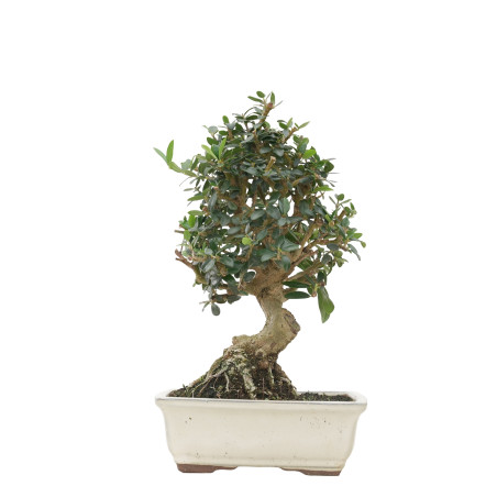 OLIVO SILVESTRE 15702