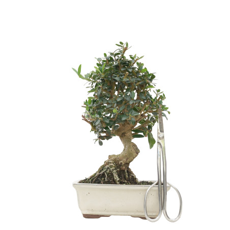 OLIVO SILVESTRE 15702