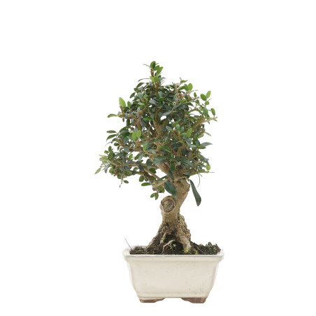 OLIVO SILVESTRE 15702