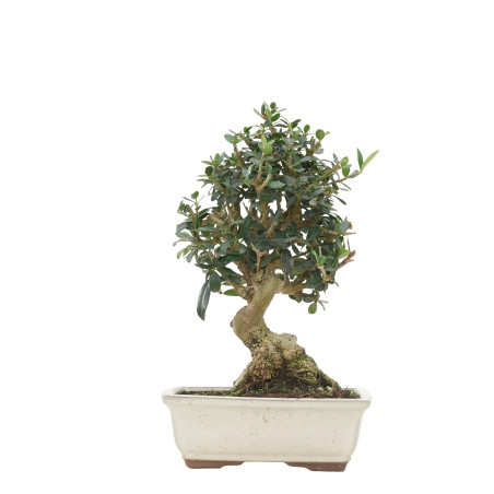 OLIVO SILVESTRE 15702