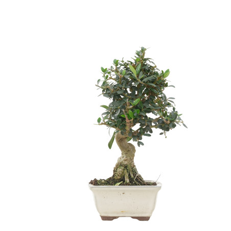 OLIVO SILVESTRE 15702