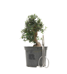 OLIVO SILVESTRE 15704