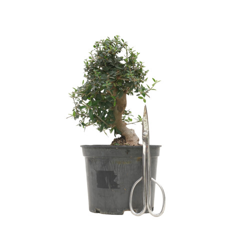 OLIVO SILVESTRE 15704