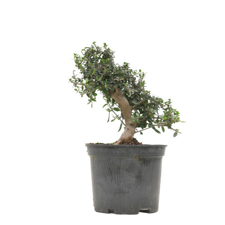 OLIVO SILVESTRE 15704