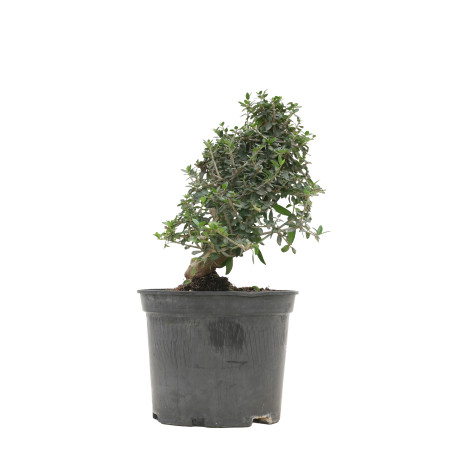 OLIVO SILVESTRE 15704