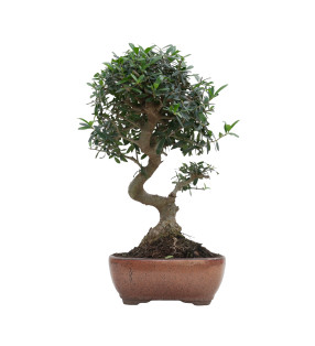 OLIVO SILVESTRE 15706