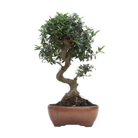 OLIVO SILVESTRE 15706