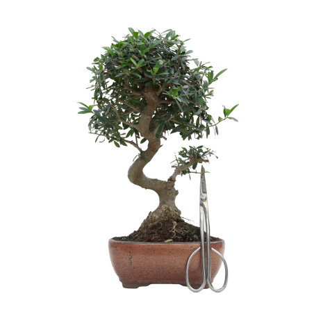 OLIVO SILVESTRE 15706