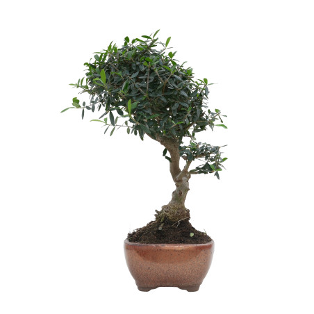 OLIVO SILVESTRE 15706