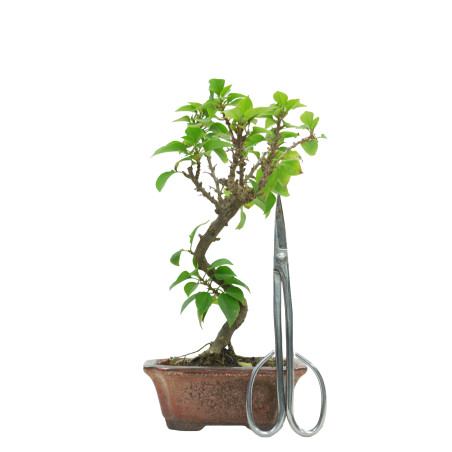 BOUGAINVILLEA SPECTABILIS 15631