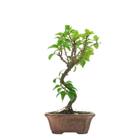 BOUGAINVILLEA SPECTABILIS 15631