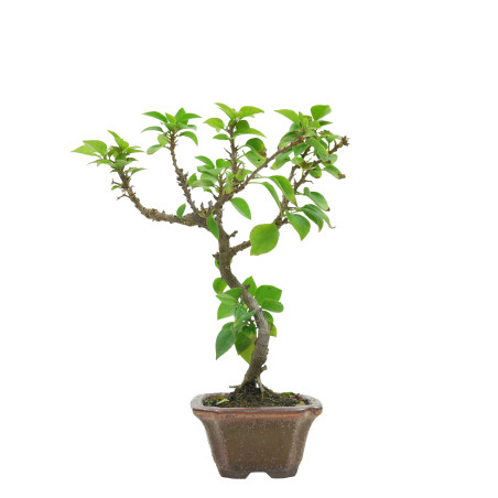 BOUGAINVILLEA SPECTABILIS 15631