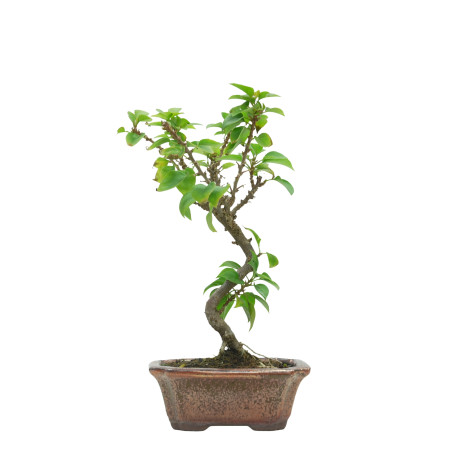 BOUGAINVILLEA SPECTABILIS 15631