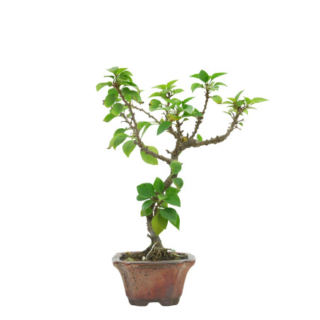 BOUGAINVILLEA SPECTABILIS 15631