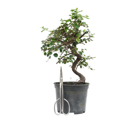 COTONEASTER 15700