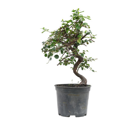 COTONEASTER 15700