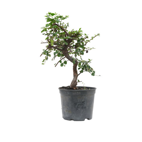 COTONEASTER 15700