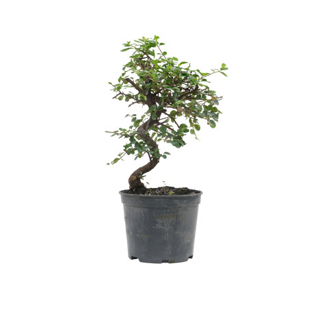 COTONEASTER 15700