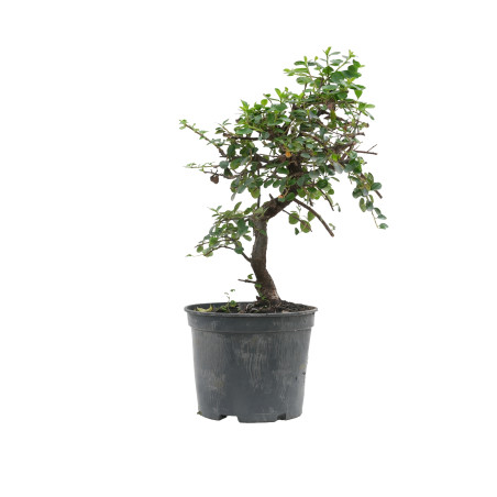 COTONEASTER 15700
