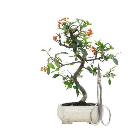 PYRACANTHA 15740