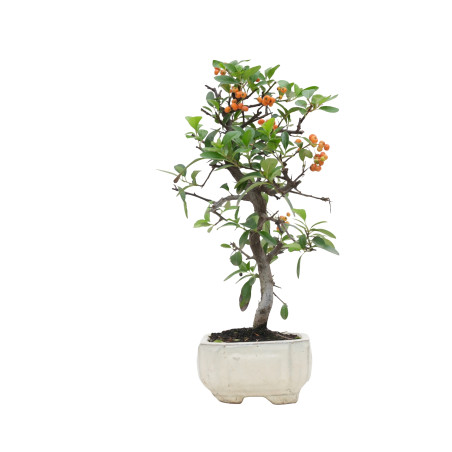 PYRACANTHA 15740
