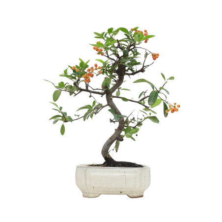 PYRACANTHA 15740