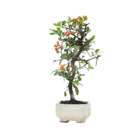 PYRACANTHA 15740