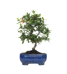 PYRACANTHA 15738