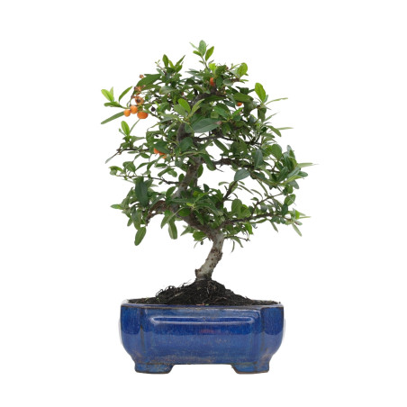 PYRACANTHA 15738