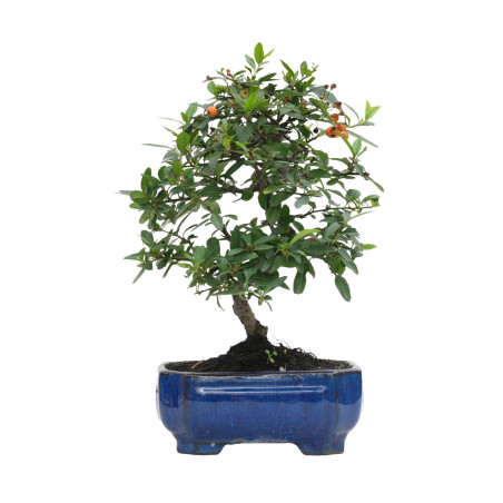 PYRACANTHA 15738